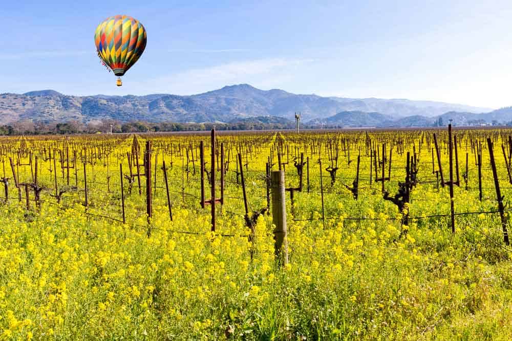 Ballooning over Napa Valley vineyards