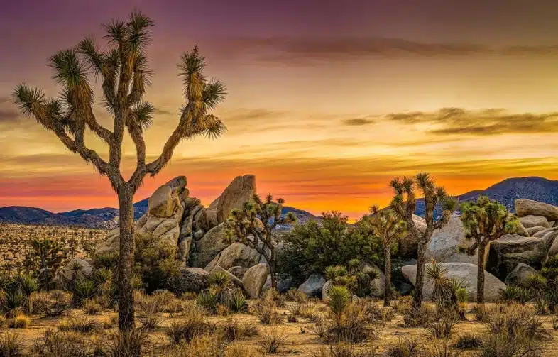 Joshua trees in the desert