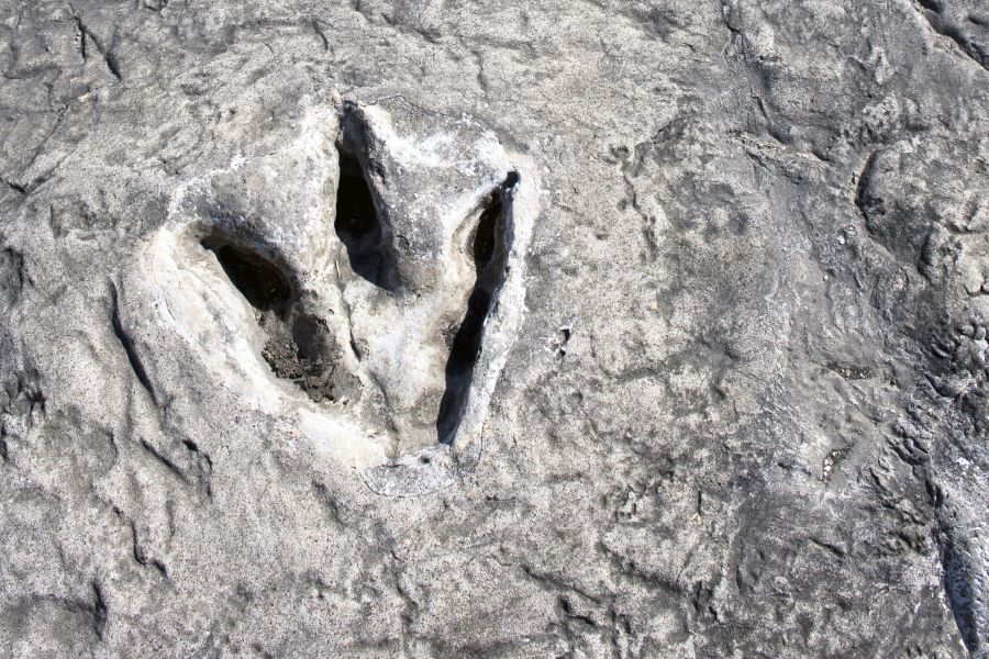 Dinosaur footprints at Dinosaur Valley State Park