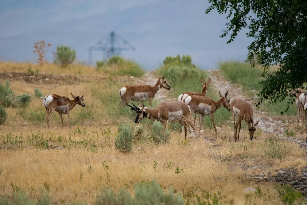 Wyoming Charter Bus & Minibus Rentals