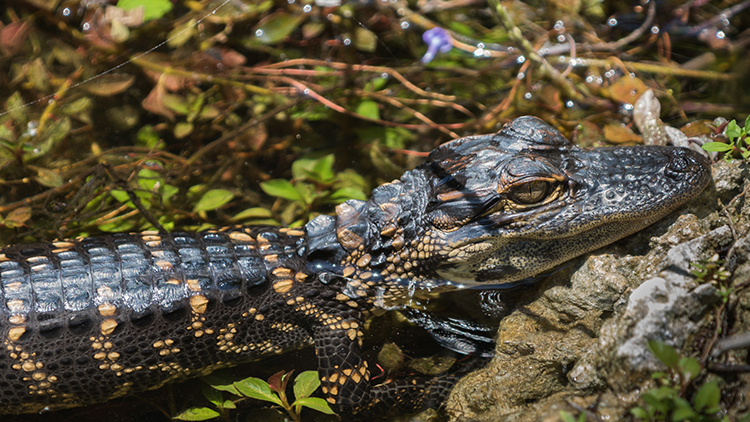 Big Cypress National Preserve, FLA