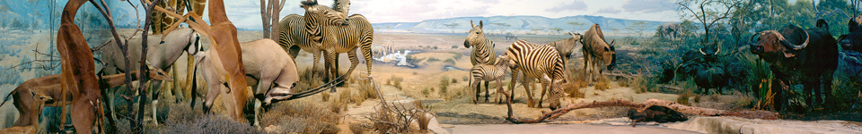 Carnegie Museum of Natural History