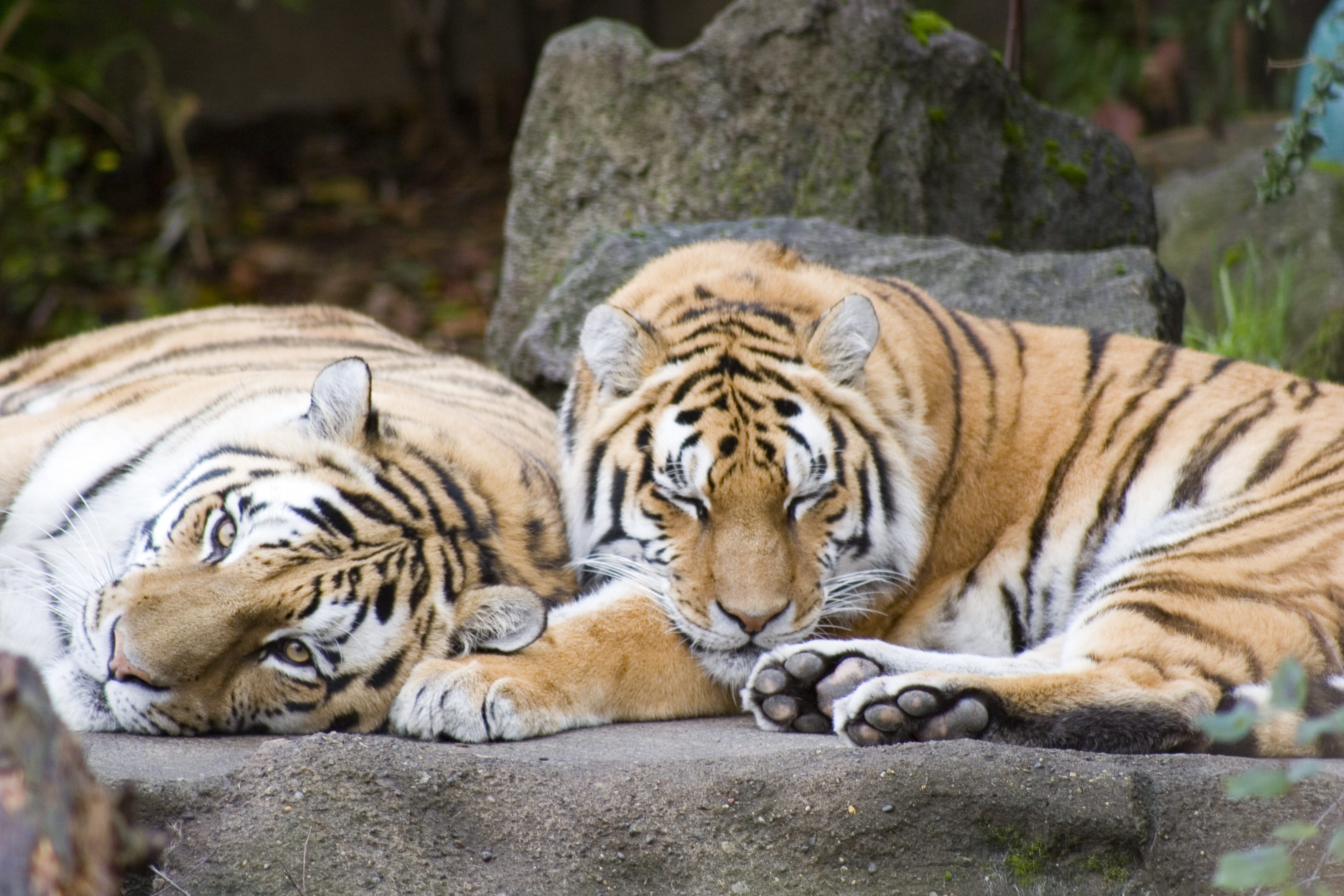 Oregon Zoo